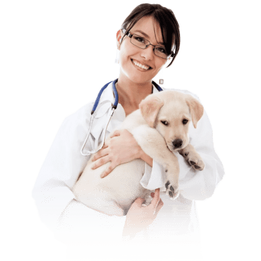 Главная - Yumster favpng dog cat pet veterinarian physician 06d9ace3 984f 4a70 8f31 eb788bed78fe 1600x 1