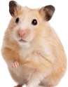 Главная - Yumster kisspng golden hamster gerbil guinea pig cage hamster 5acf1ce1d11e545836587215235227858566 transformed 1 1