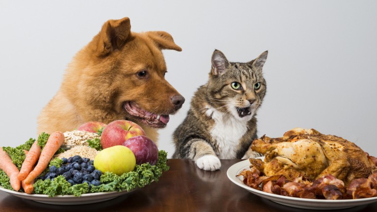 Главная - Yumster dogs cats roast chicken 490704 2560x1440